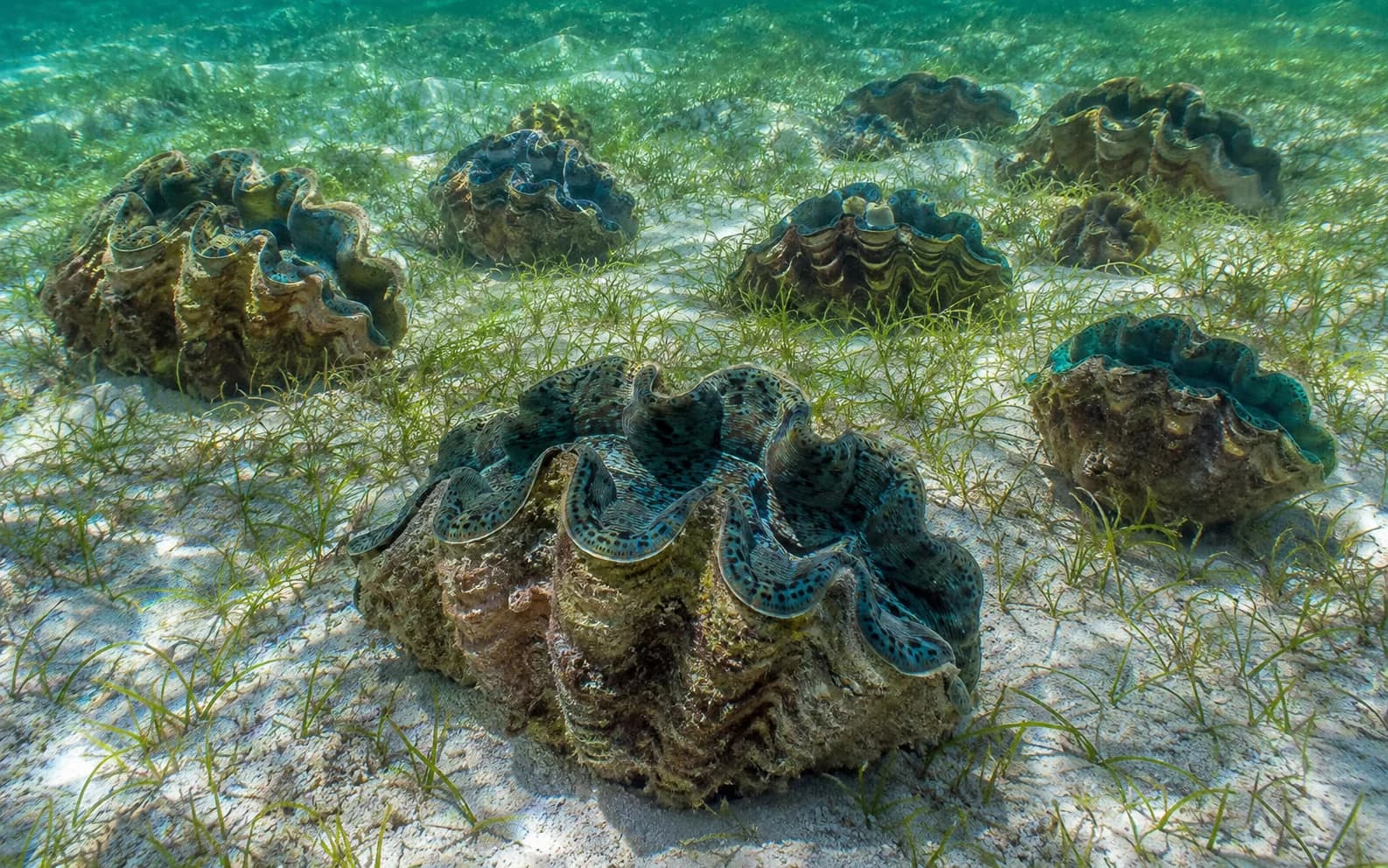 Giant clams growing among the shallow seagrass beds at Tulapos Marine Sanctuary