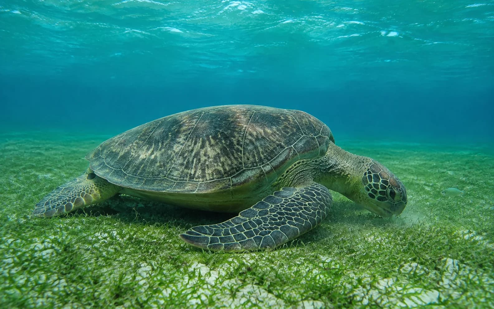 A green sea turtle grazing in a shallow seagrass bed