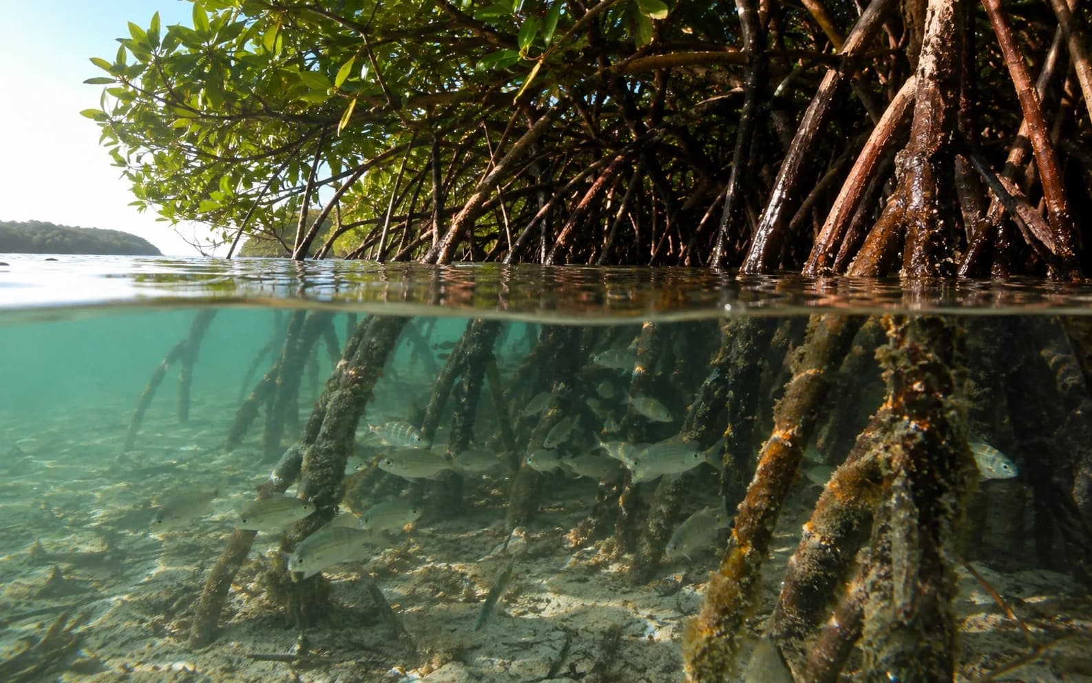 Juvenile fish sheltering among submerged mangrove roots at Tulapos Marine Sanctuary